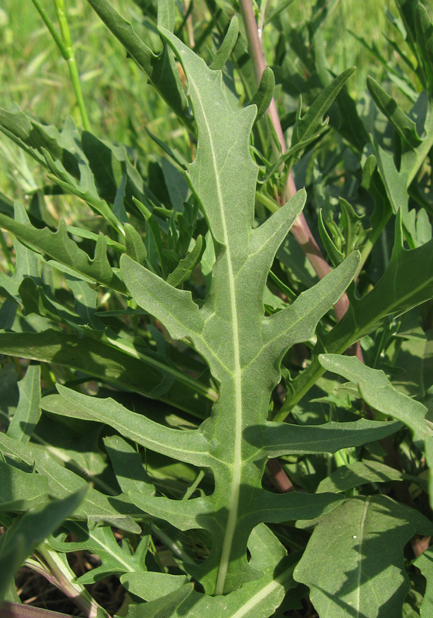 Image of Diplotaxis tenuifolia specimen.