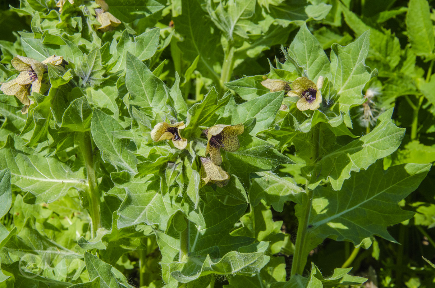 Изображение особи Hyoscyamus niger.