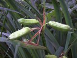 Iris pseudacorus