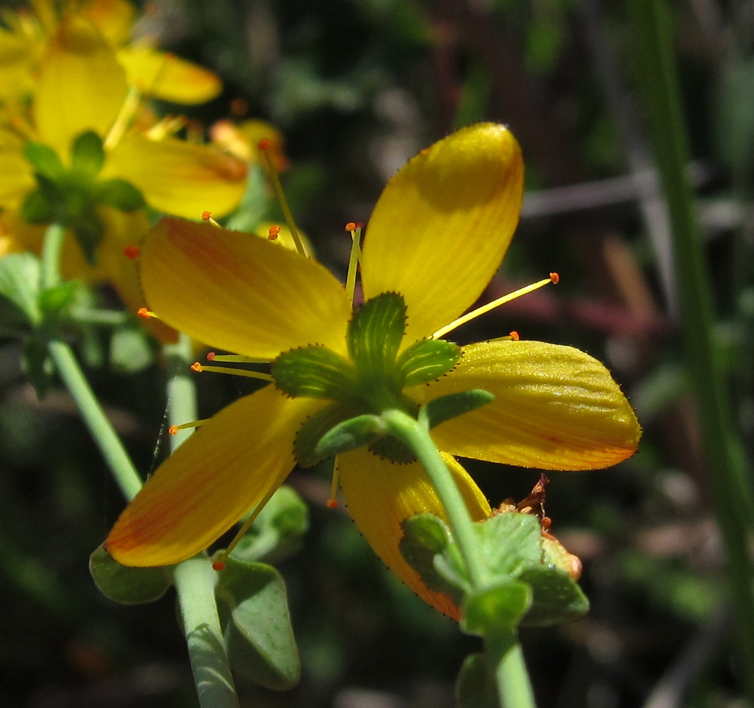 Image of Hypericum pulchrum specimen.