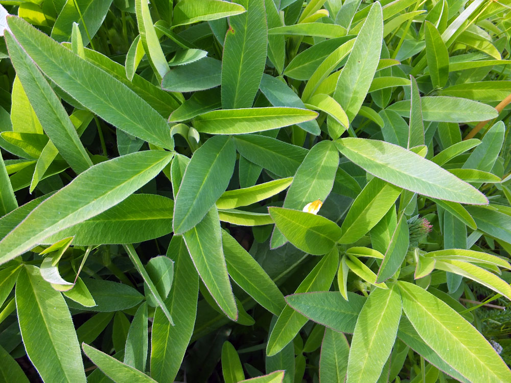 Image of Trifolium medium specimen.