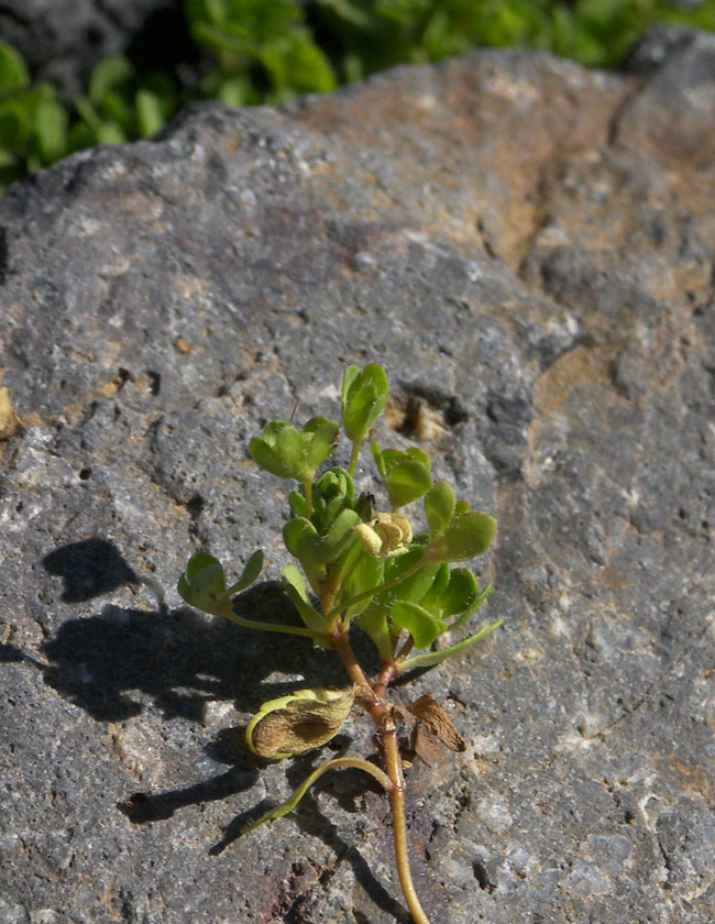 Image of Veronica glareosa specimen.