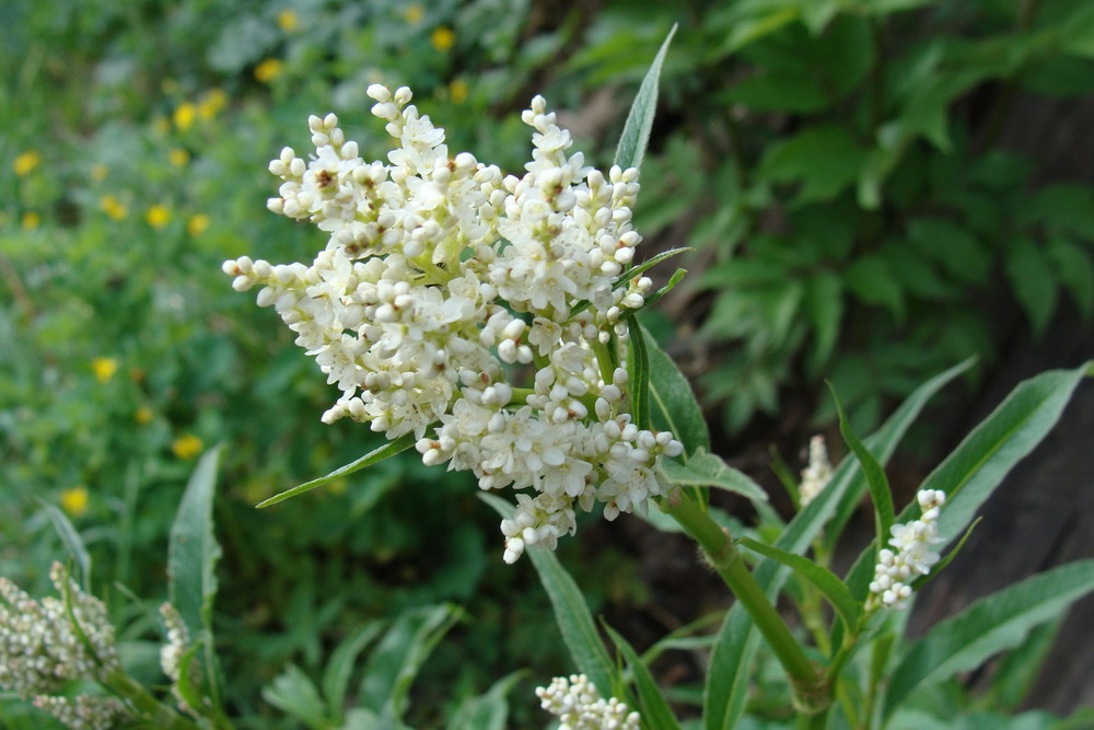 Image of Aconogonon alpinum specimen.