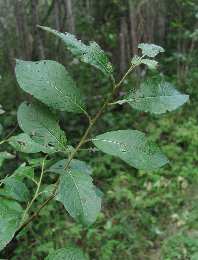 Image of Salix myrsinifolia specimen.