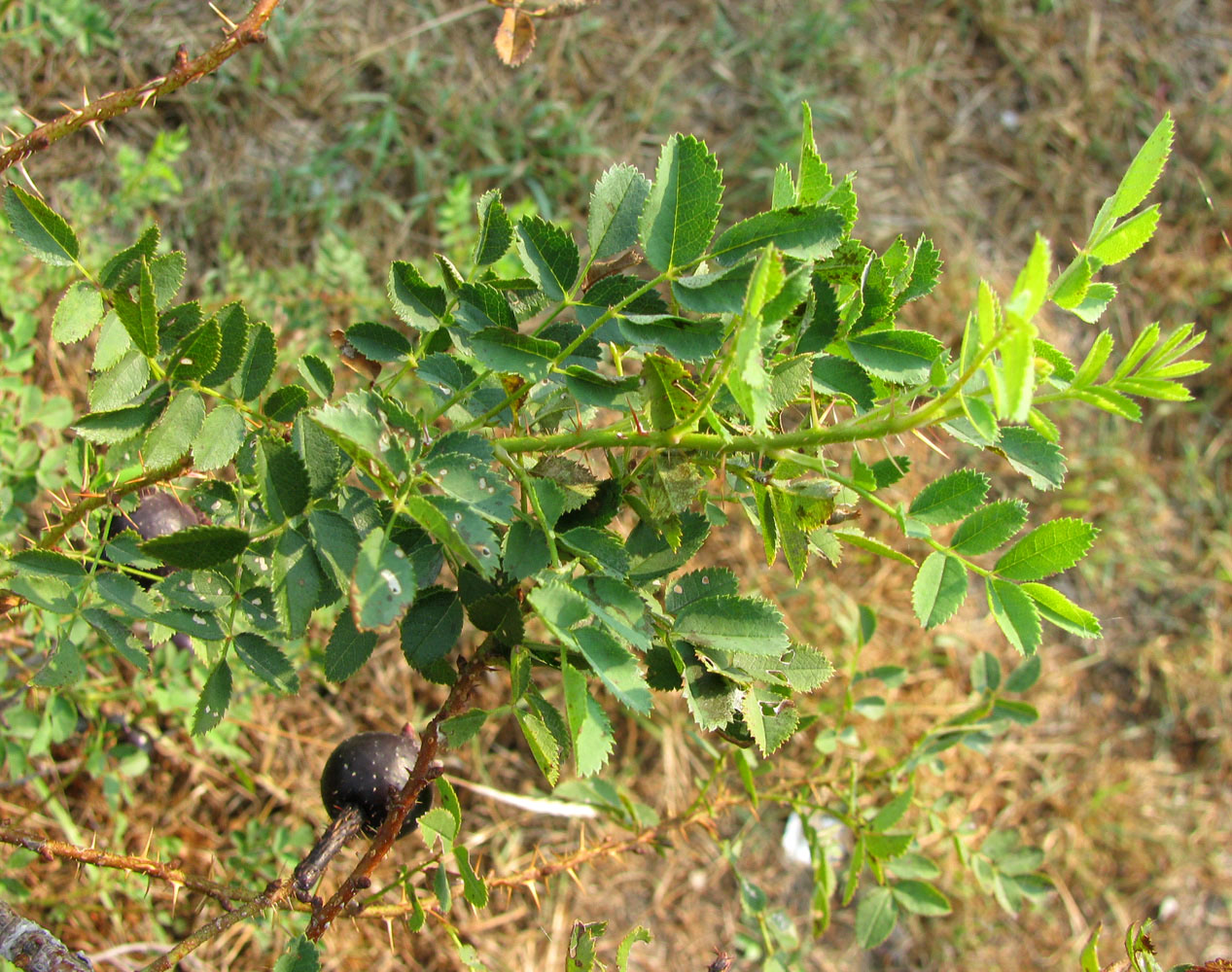 Изображение особи Rosa spinosissima.