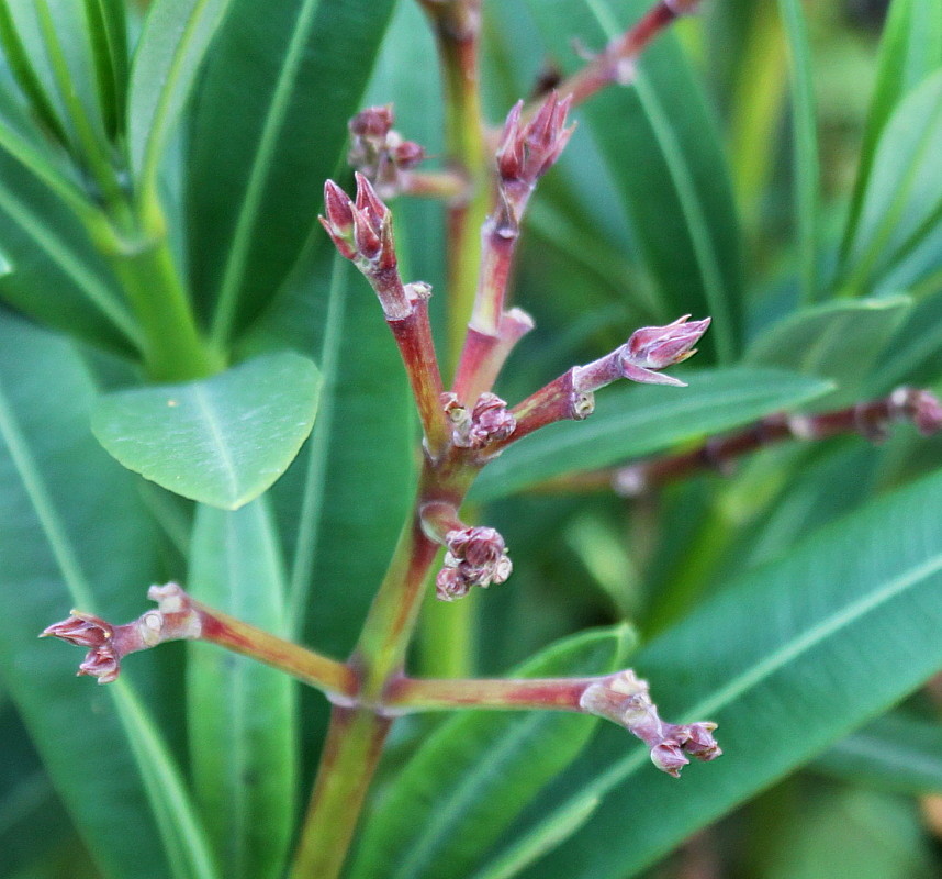 Image of Nerium oleander specimen.