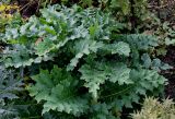 genus Acanthus. Вегетирующее растение. Германия, г. Krefeld, ботанический сад. 21.10.2012.