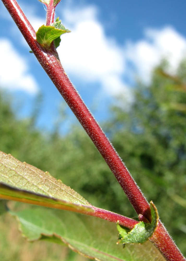 Image of Salix &times; coerulescens specimen.