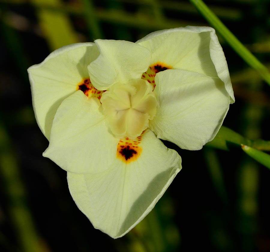 Изображение особи Dietes bicolor.