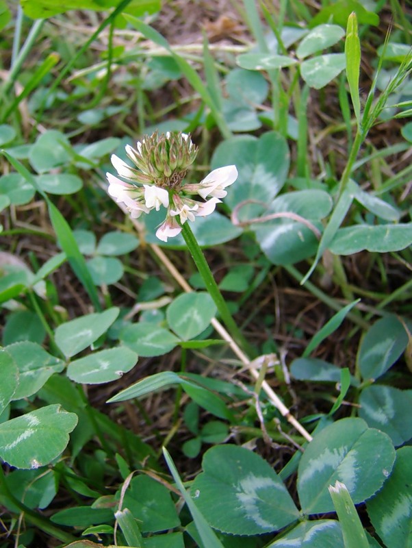 Image of Trifolium repens specimen.