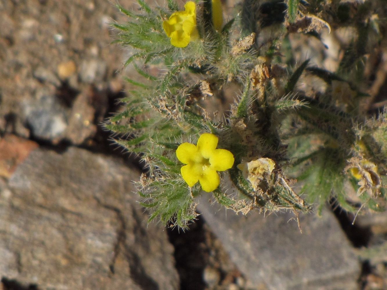 Изображение особи Arnebia hispidissima.