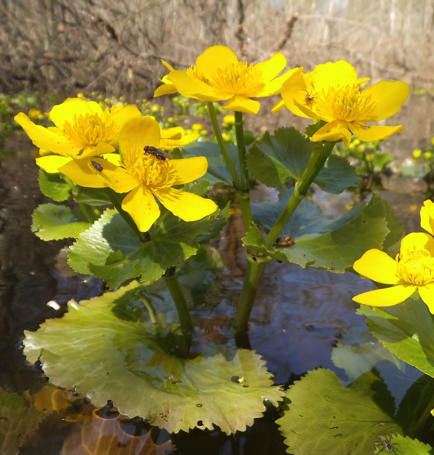 Изображение особи Caltha palustris.