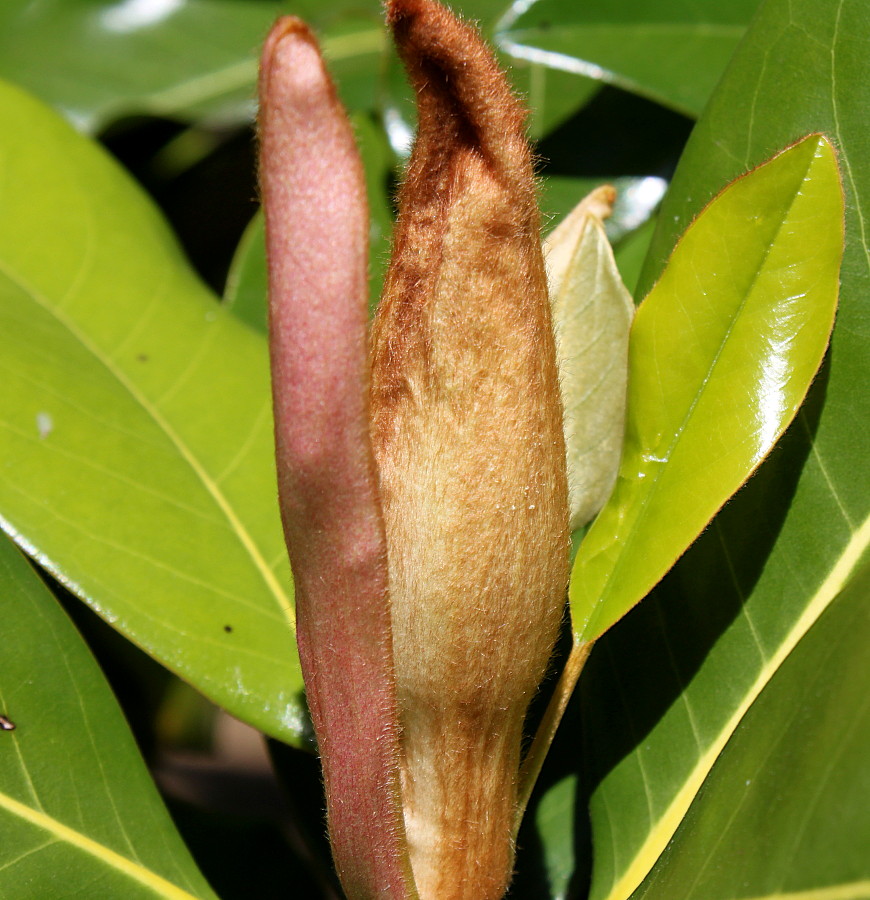 Image of Magnolia grandiflora specimen.