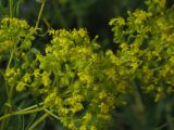 Смотреть изображение Patrinia intermedia