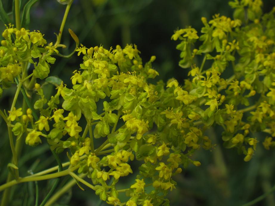 Image of Patrinia intermedia specimen.