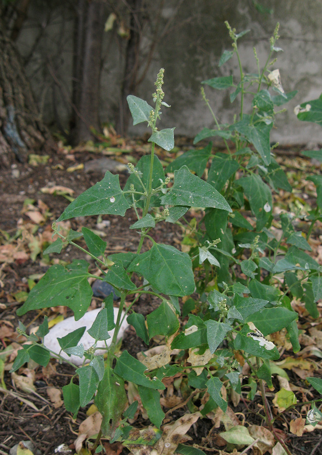 Image of Atriplex micrantha specimen.