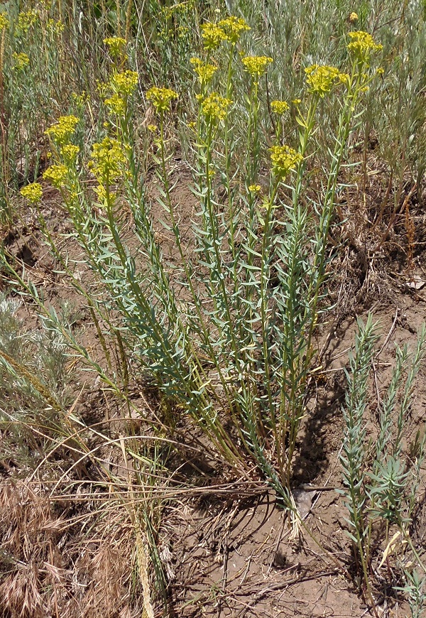 Image of Euphorbia seguieriana specimen.