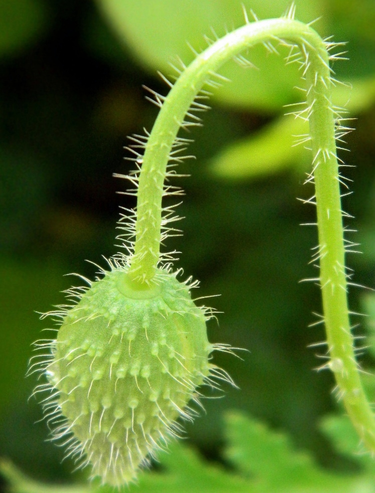 Image of Papaver rhoeas specimen.