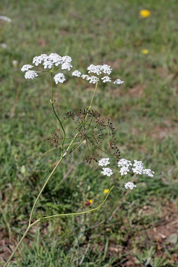 Image of Oedibasis chaerophylloides specimen.