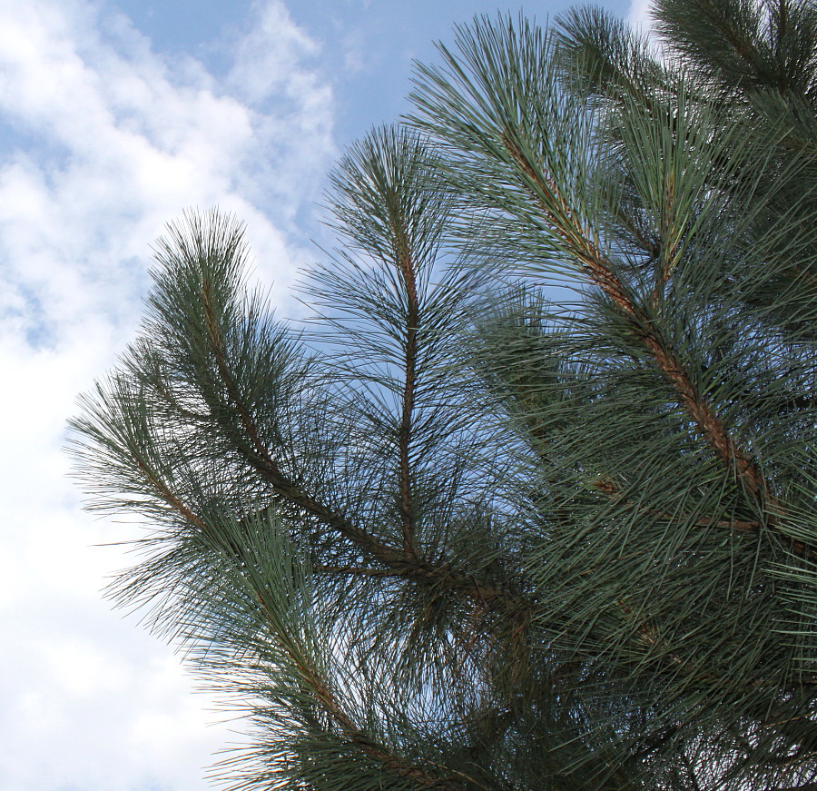 Изображение особи Pinus coulteri.