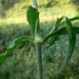 Silene nutans. Средняя часть побега. Свердловская обл., окр. г. Североуральск, поляна, заросшая травой, в районе скал Грюнвальдта. 15.08.2013.