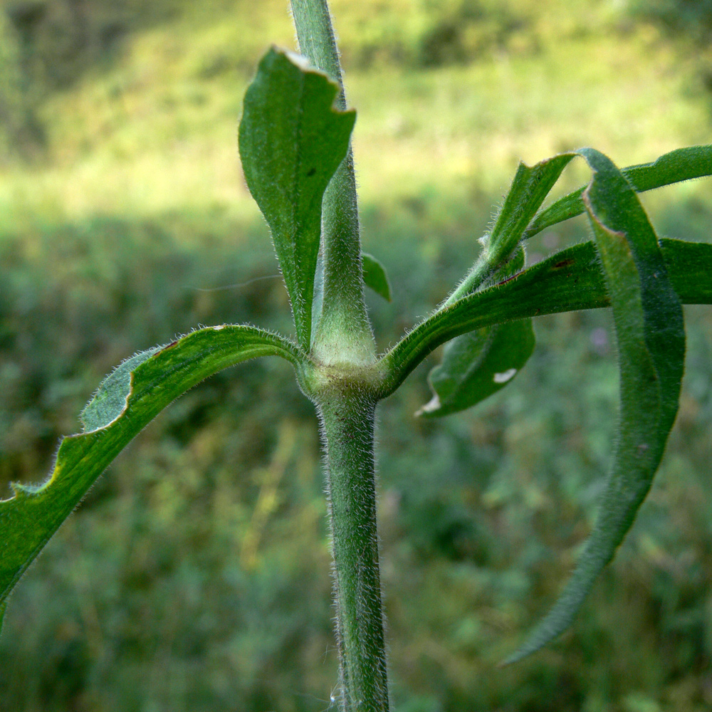 Image of Silene nutans specimen.