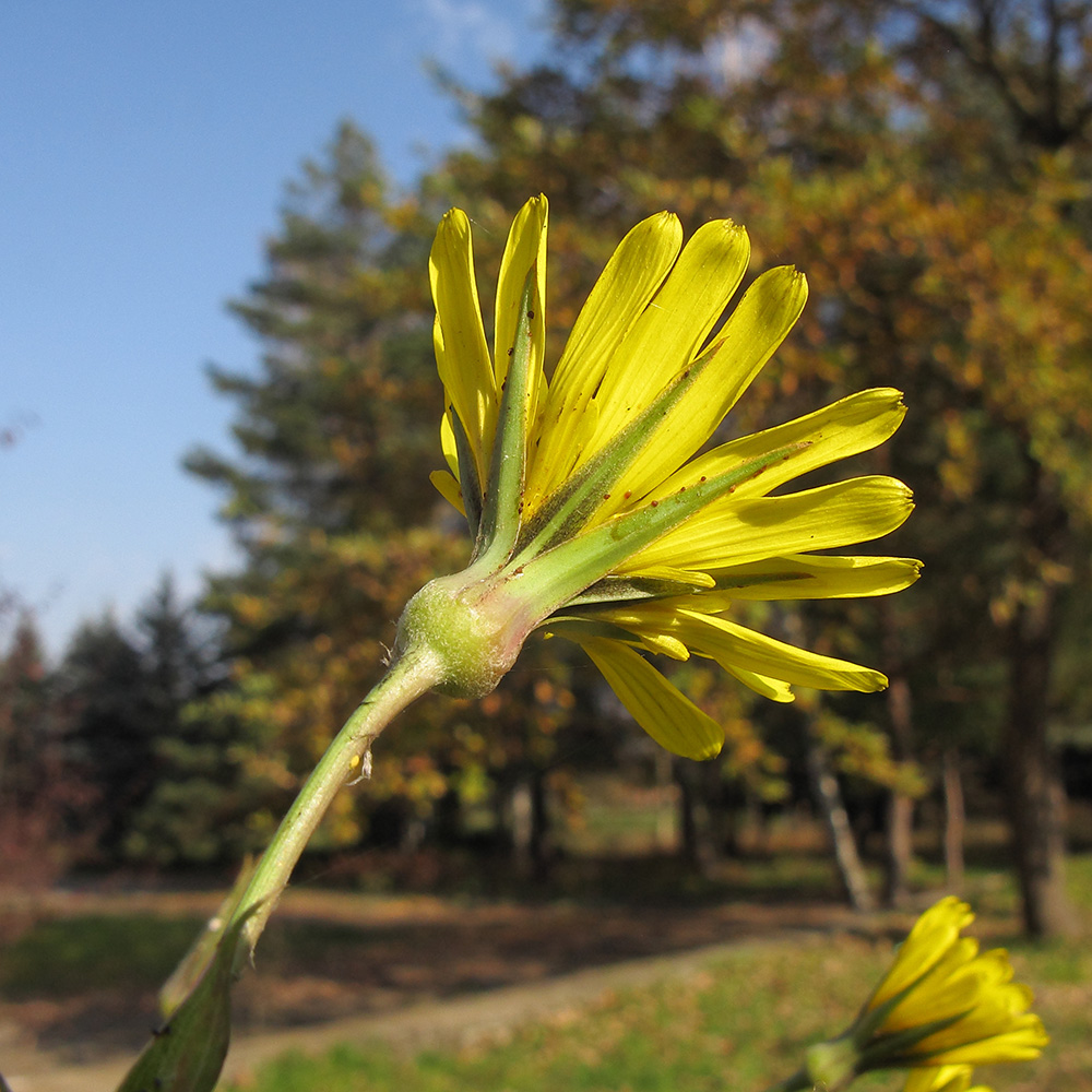 Image of Tragopogon brevirostris specimen.