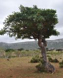Commiphora ornifolia. Взрослое дерево. Сокотра, плато Хомхи. 29.12.2013.