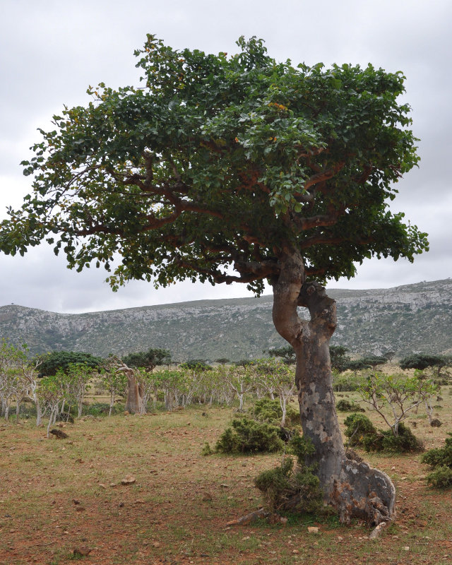 Image of Commiphora ornifolia specimen.