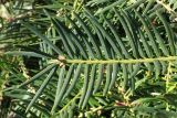 Torreya grandis. Побег. Германия, г. Essen, Grugapark. 29.09.2013.