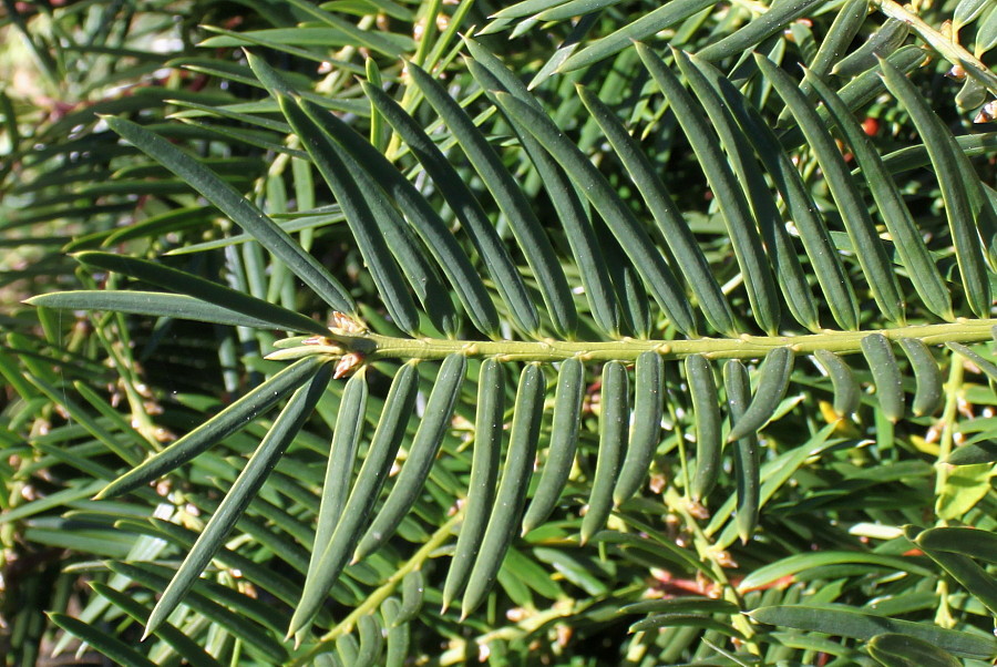 Изображение особи Torreya grandis.