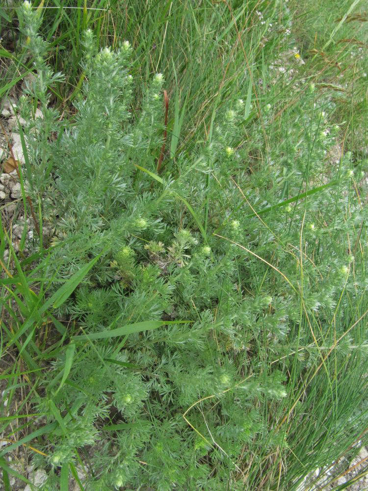 Image of Artemisia frigida specimen.