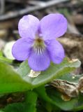 Viola hirta