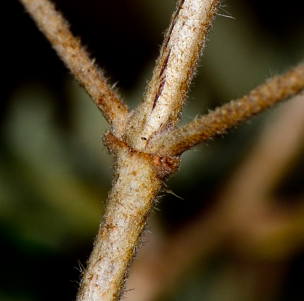 Image of Helianthemum stipulatum specimen.