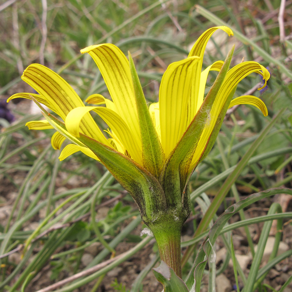 Image of Tragopogon pusillus specimen.