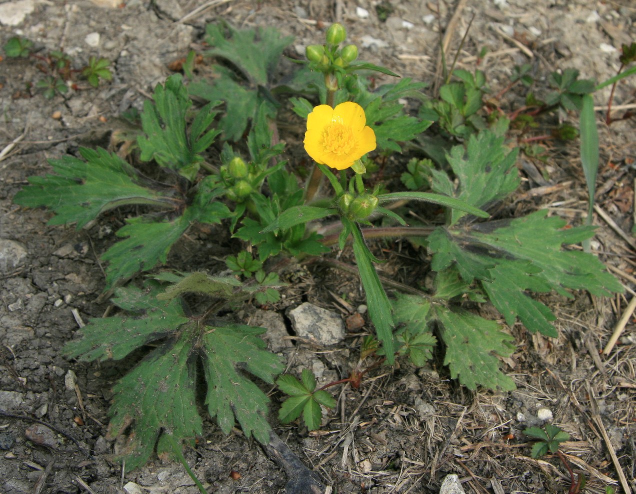 Image of genus Ranunculus specimen.