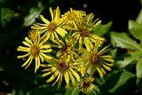 Senecio pseudoarnica