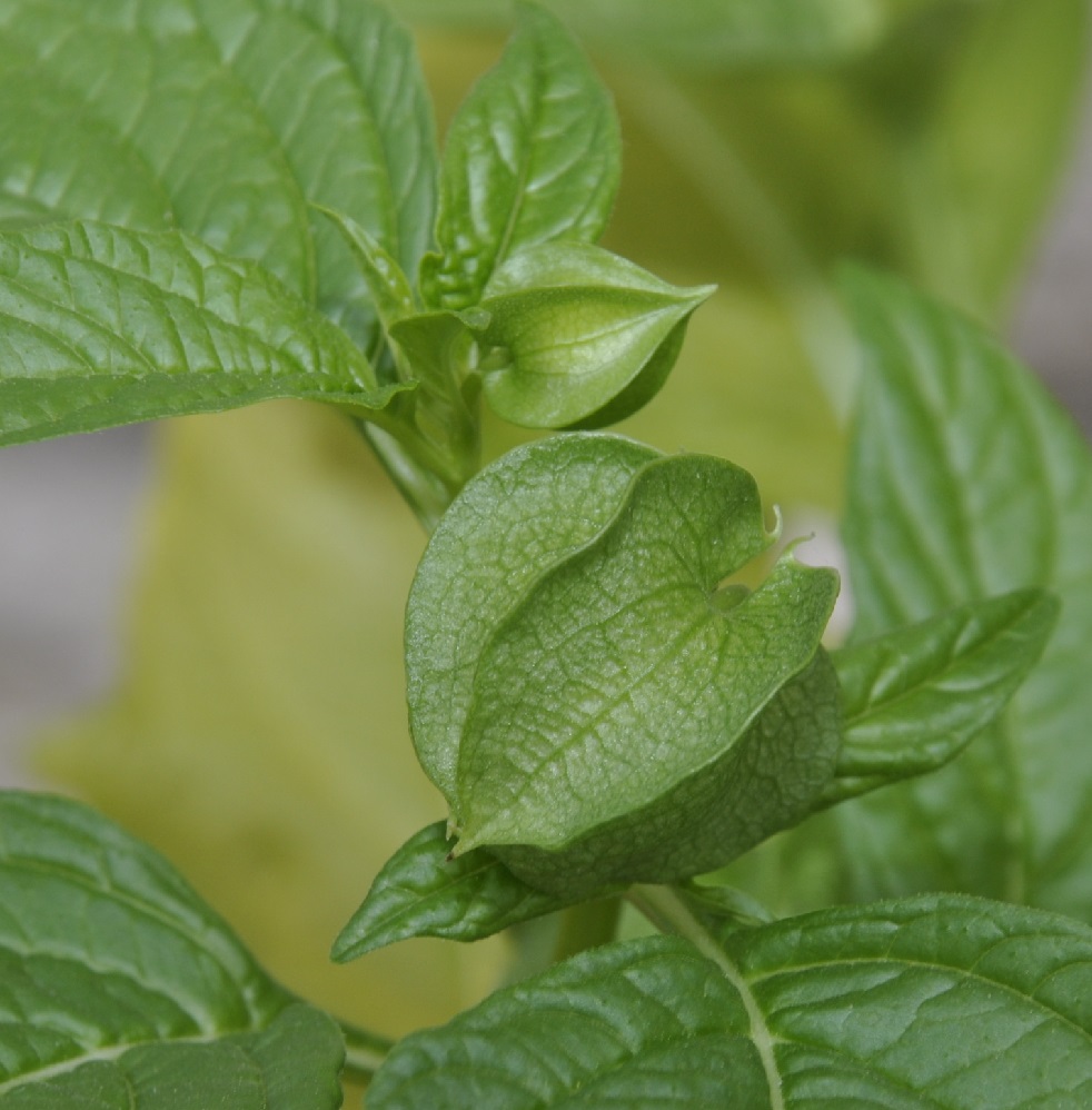 Image of Nicandra physalodes specimen.