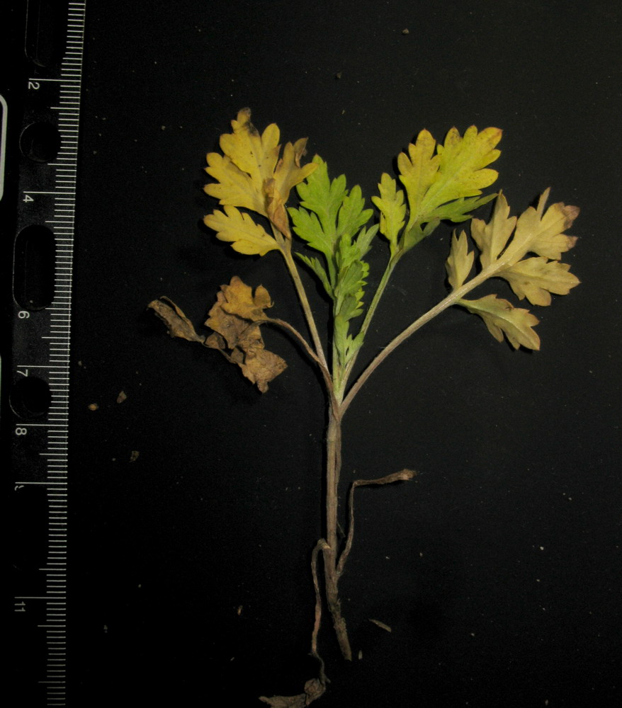 Image of Artemisia vulgaris specimen.