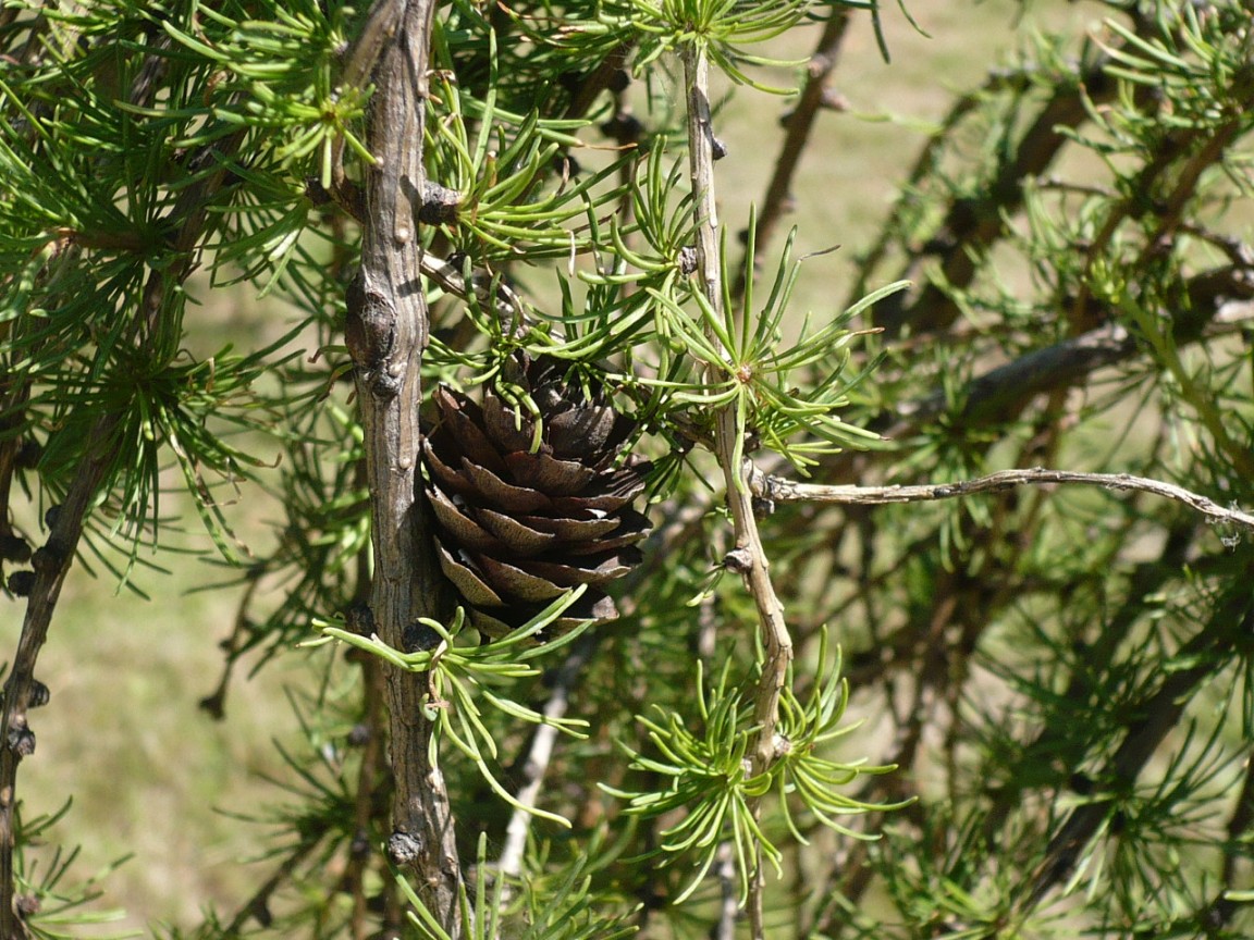 Изображение особи Larix sibirica.