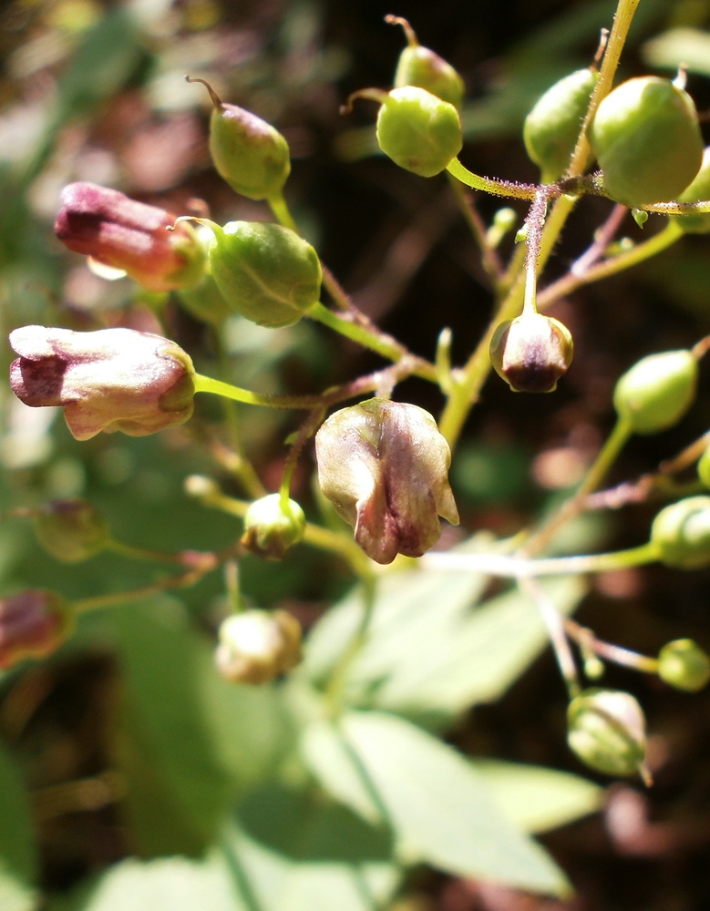 Image of Scrophularia umbrosa specimen.