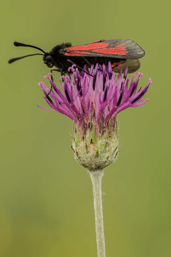 Image of genus Jurinea specimen.