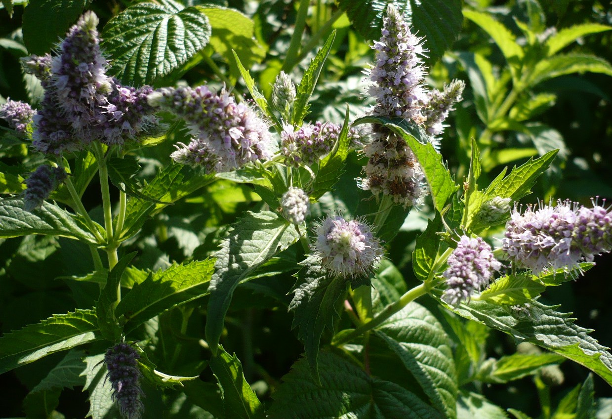 Image of Mentha spicata specimen.