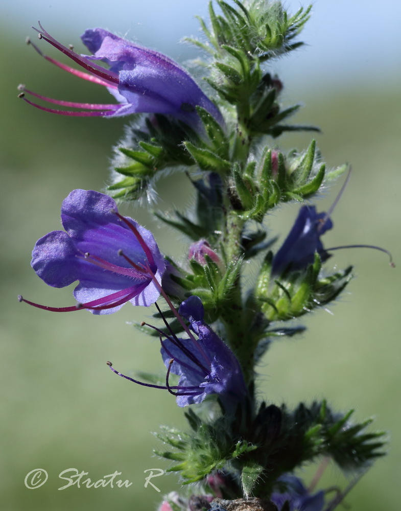 Image of Echium vulgare specimen.