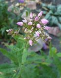 Phlox paniculata