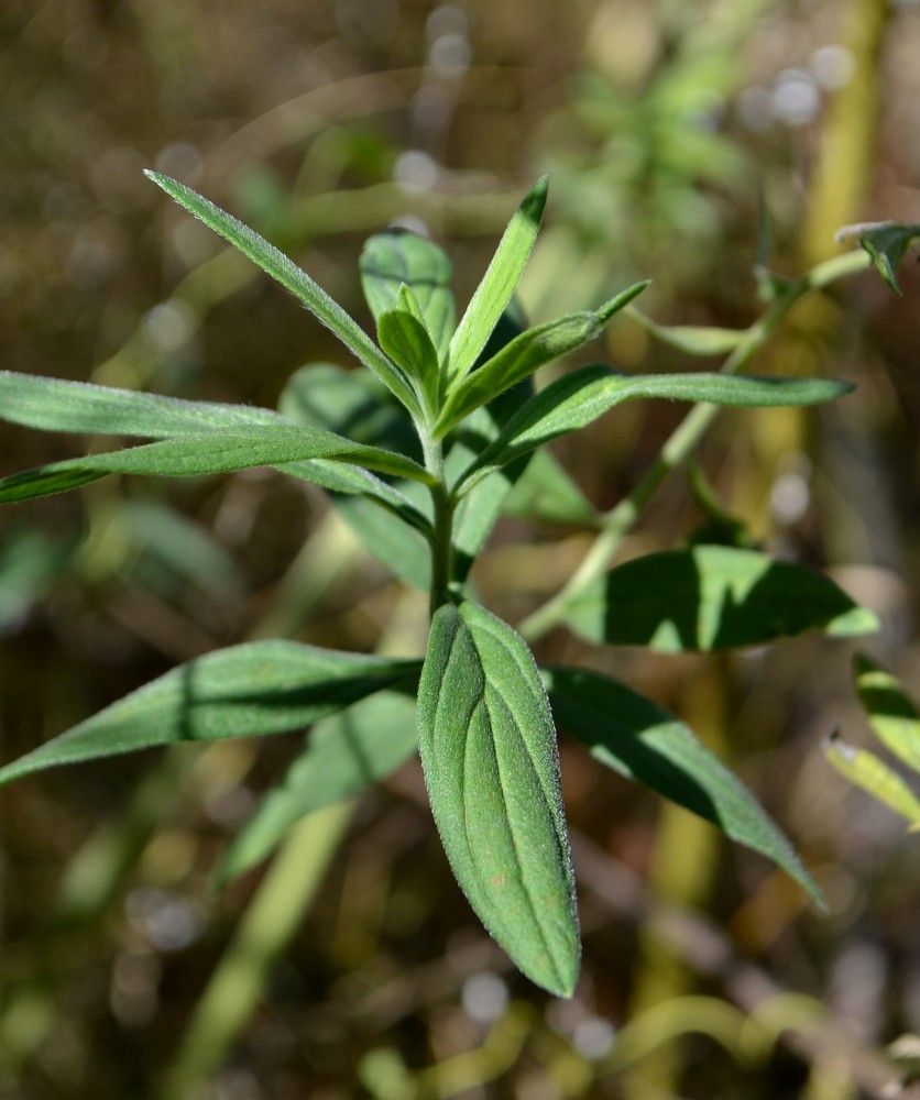 Image of Lithospermum officinale specimen.