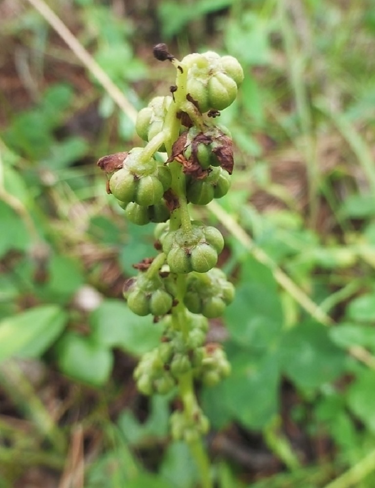 Image of Pyrola media specimen.