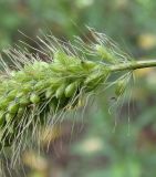 Setaria viridis. Часть соплодия. Краснодарский край, Кущёвский р-н, станица Шкуринская. 08.08.2009.