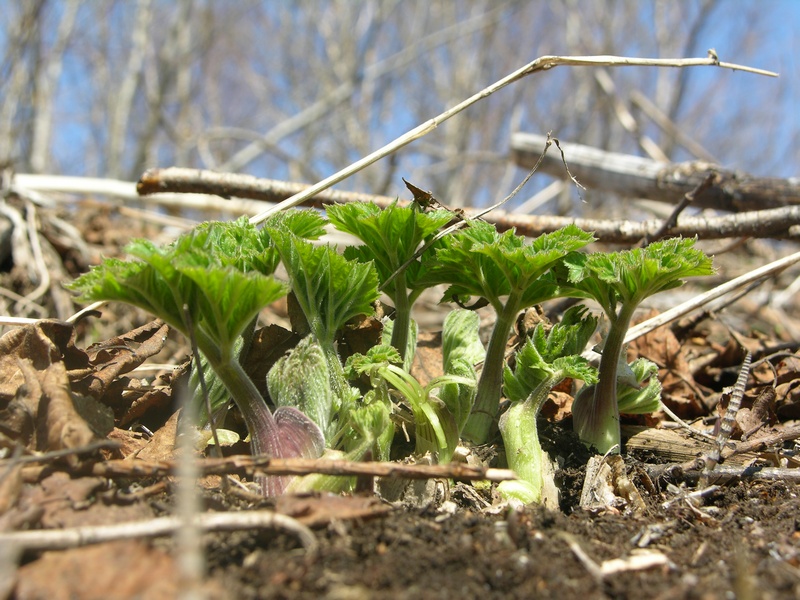 Image of Heracleum lanatum specimen.