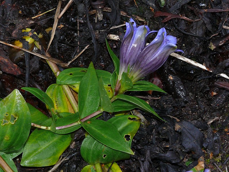 Image of Gentiana septemfida specimen.